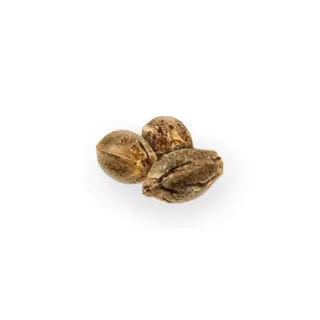 Brains Choice Feminized