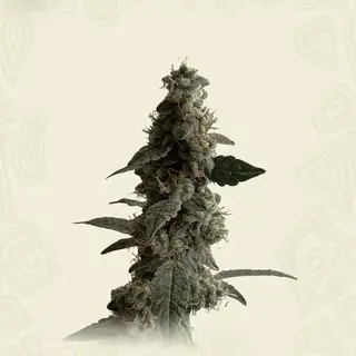 Blueberry Jack