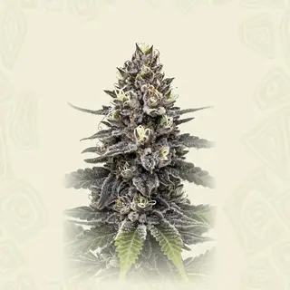 Chem Red Runtz