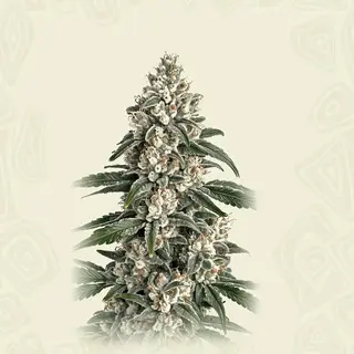 Cherry Black Lime Reserve