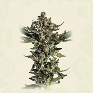 Fatso 2a3 x Grape`n Cream