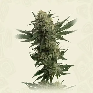 Kosher Kush