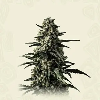 Mango Haze
