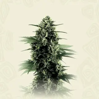 Northern Light