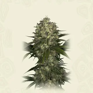 NLX