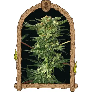 Devil Kush REGULAR