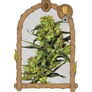 Spicy Bitch REGULAR