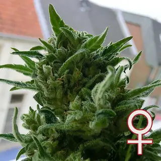 5 Stück