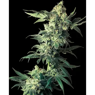 Northern Lights Regular