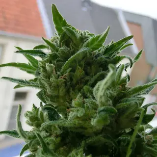 5 Stück