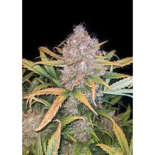 Mandarine XL Auto
