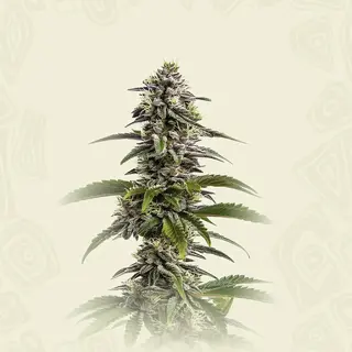 Mimosa Cookies Auto