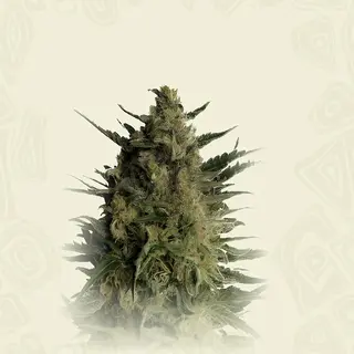 Tropicanna Runtz Auto