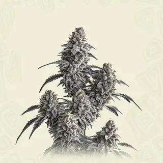 Slurricane