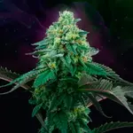 Pink Gasoline - 6 Stück