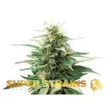 Fini Autoflower - 3 Stück