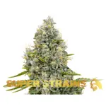 Agartha ( CBD ) - 3 Stück