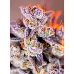 Tropicanna Poison XL Auto - 3 Stück