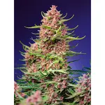 Strawberry Cola Sherbet F1 Fast Version - 3 Stück