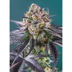 Red Strawberry Banana Auto - 3 Stück