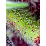 Red Pure Auto CBD - 3 Stück