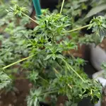 ABC Pink OG - 5 Stück Regular