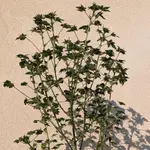 ABC Pink OG - 5 Stück Regular