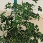 ABC Pink OG - 5 Stück Regular