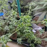 ABC Pink OG - 5 Stück Regular