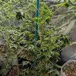 ABC Pink OG - 5 Stück Regular