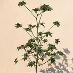 ABC Pink OG - 5 Stück Regular