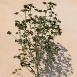 ABC Pink OG - 5 Stück Regular