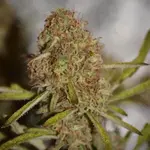 Banana Chem Freak Fern-Type - 5 Stück Regular