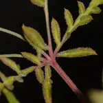 Banana Chem Freak Fern-Type - 5 Stück Regular