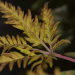 Banana Chem Freak Fern-Type - 5 Stück Regular