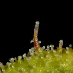 Banana Chem Freak Fern-Type - 5 Stück Regular