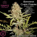 Banana Chem Freak Fern-Type - 5 Stück Regular