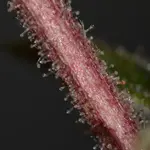 Banana Chem Freak Fern-Type - 5 Stück Regular