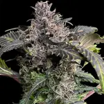 BBQ Cough GPP - 5 Stück Regular