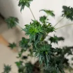 FlowOG ABC - 5 Stück Regular