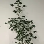 FlowOG ABC - 5 Stück Regular