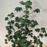 FlowOG ABC - 5 Stück Regular