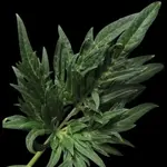 Funk Freak Star Fern-Type - 5 Stück Regular