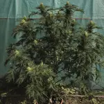 Funk Freak Star Fern-Type - 5 Stück Regular