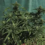 Funk Freak Star Fern-Type - 5 Stück Regular