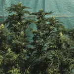 Funk Freak Star Fern-Type - 5 Stück Regular