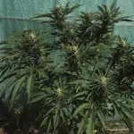 Funk Freak Star Fern-Type - 5 Stück Regular