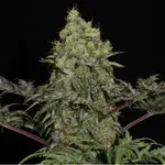 Mentha de Croco Fern-Type - 5 Stück Regular