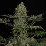 Mentha de Croco Fern-Type - 5 Stück Regular