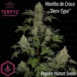 Mentha de Croco Fern-Type - 5 Stück Regular